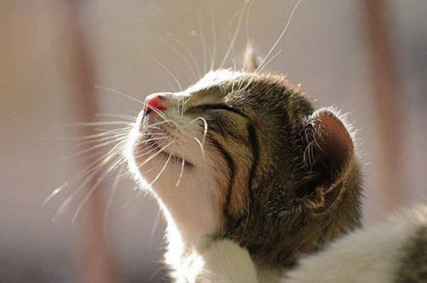 Скоро Весна коты