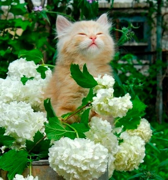 Чувствуете весной пахнет