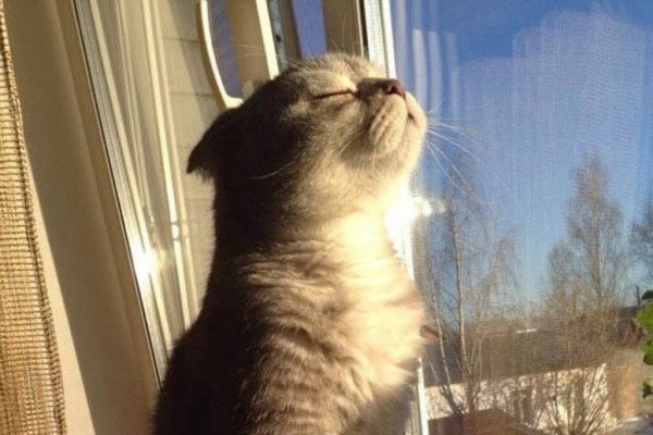 Собака радуется лето