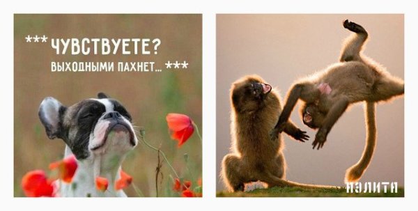 Кошка нюхает цветы