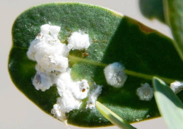 Последствия жесткой воды