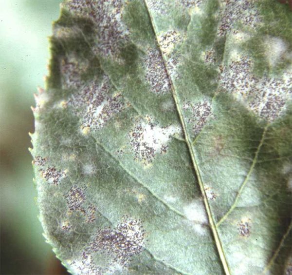 Гриб мукор на хлебе