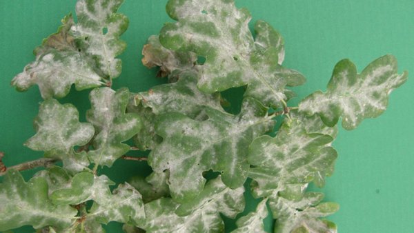 Острый катаральный глоссит