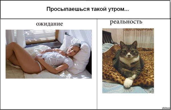 Романтический ужин прикол