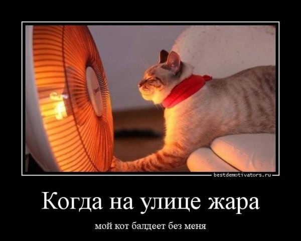 Кот на пляже