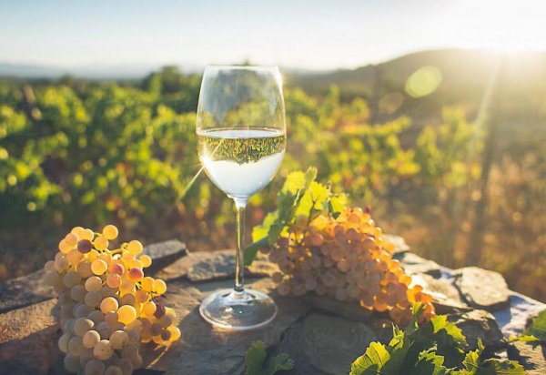 Вино на природе