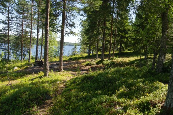 Сосны Муррея Карелия