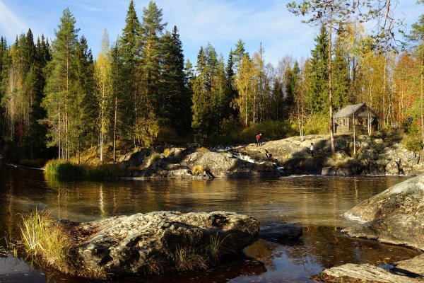 Таежные леса в Карелии