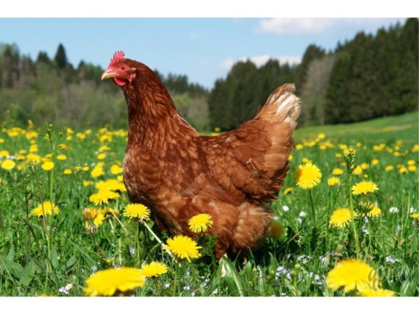 Курица на траве