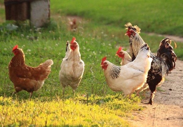 Куры в деревне