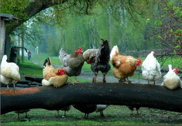 Деревенская курица