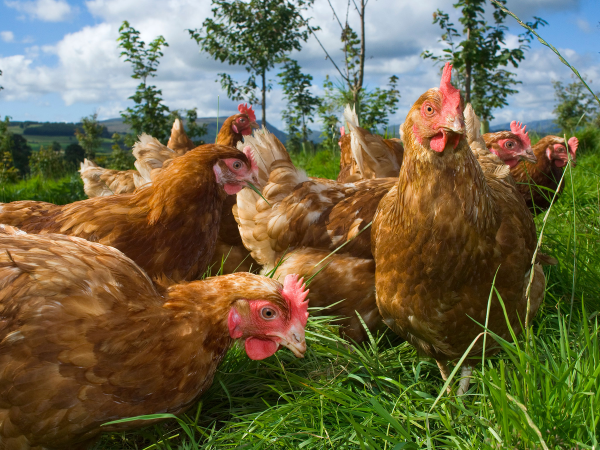 Фермерские куры