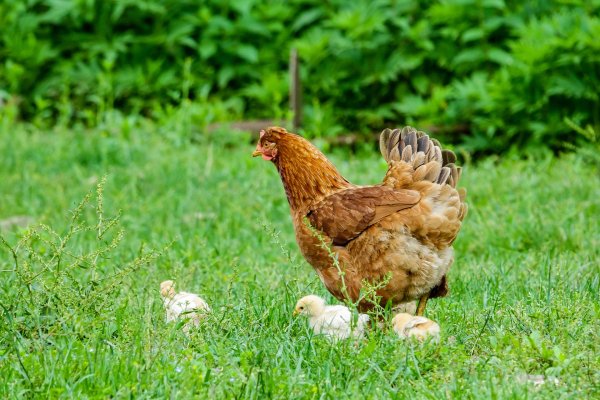 Курицы в деревне