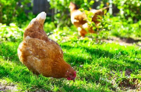 Клюющие курочки
