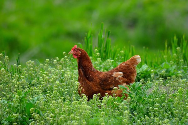 Курочки в цветах