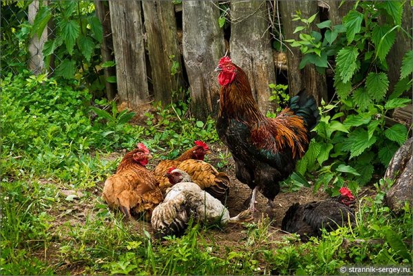 Куры в огороде