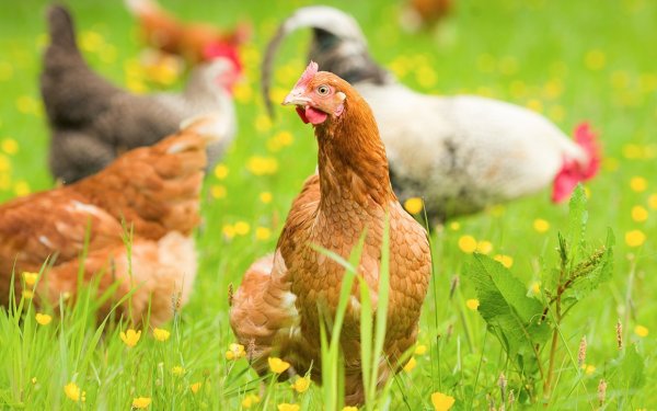 Курочки на природе