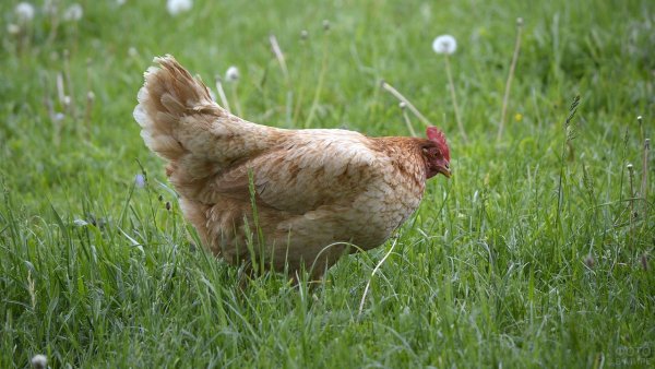 Курочка Геншин