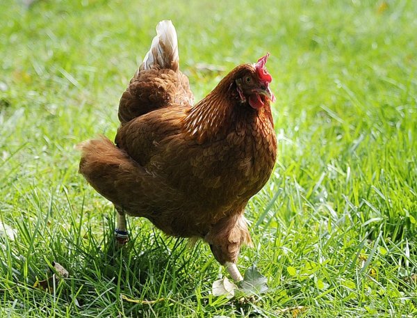 Курочка бежит