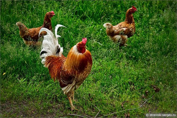 Петух на лугу