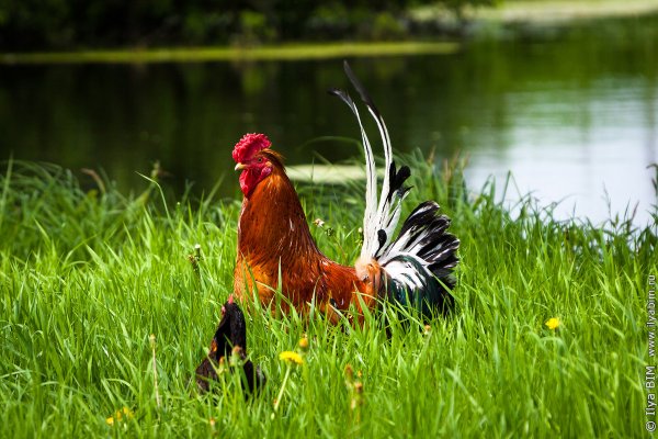 Петушки в природе