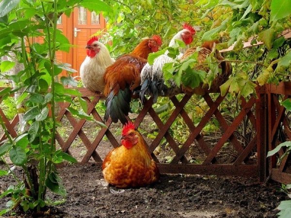 Петух в деревне