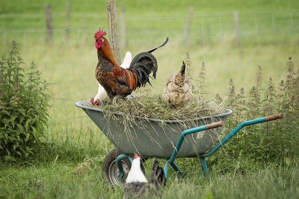 Лето деревня петух