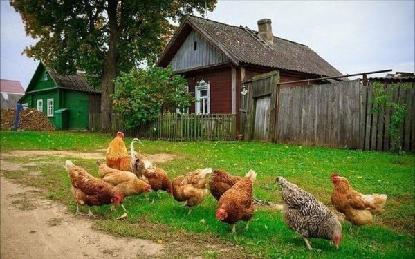 Куры в деревне