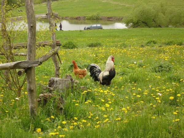 Хутор Гремячий Шебекинского района
