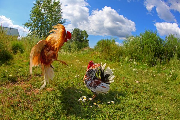 Петух на природе