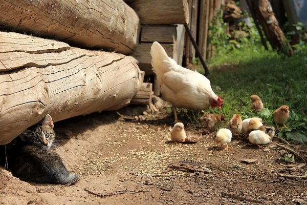 Куры в деревне