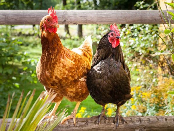 Векторные пейзажи деревни