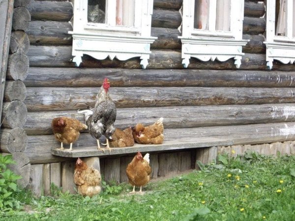 Курицы в деревне