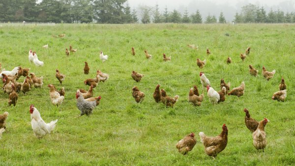 Курица на траве