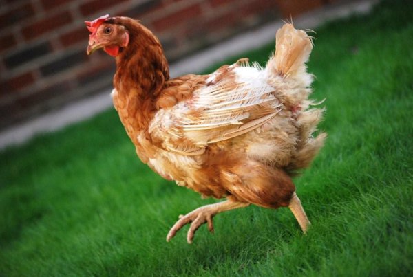 Счастливый цыпленок