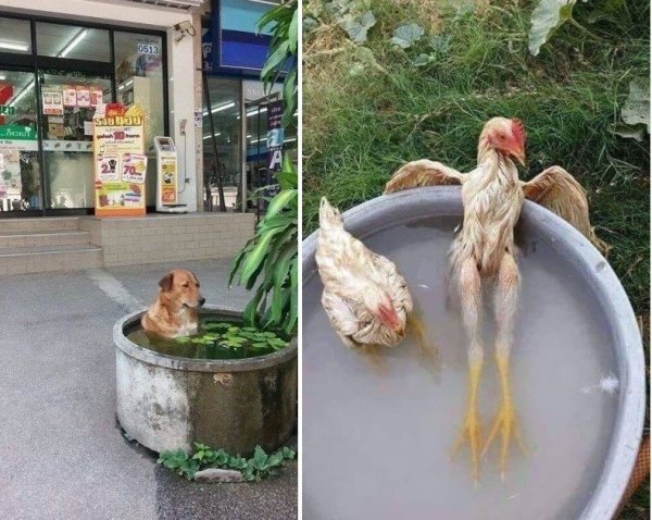 Жара прикольные