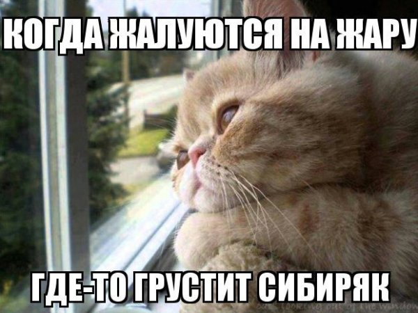 Шутки про жару