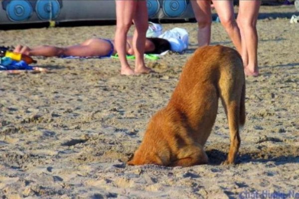 Прикол про жаркий день