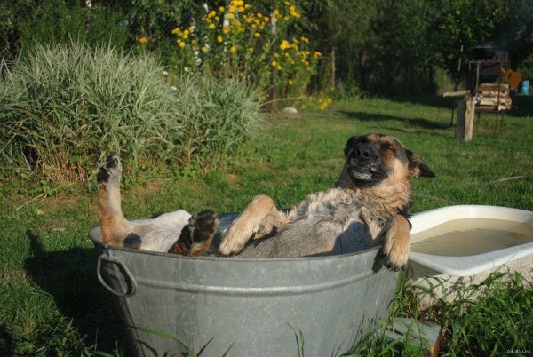 Собака в тазике