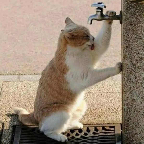 Кошки и жара