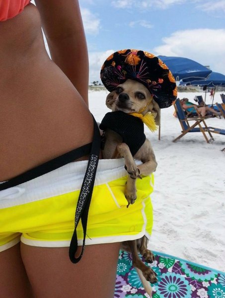 Смешные животные на пляже