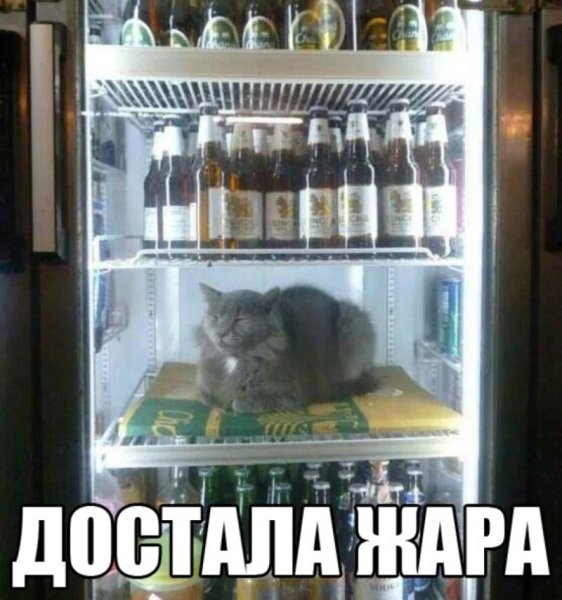 Лето жара приколы