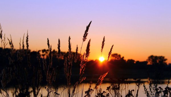 Поля России