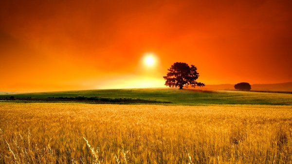 Ромашки на закате