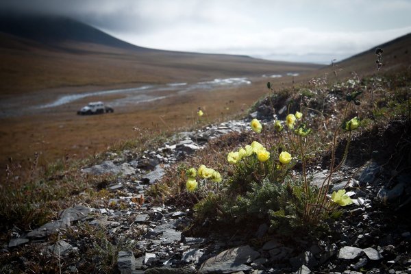 Природный комплекс остров Врангеля