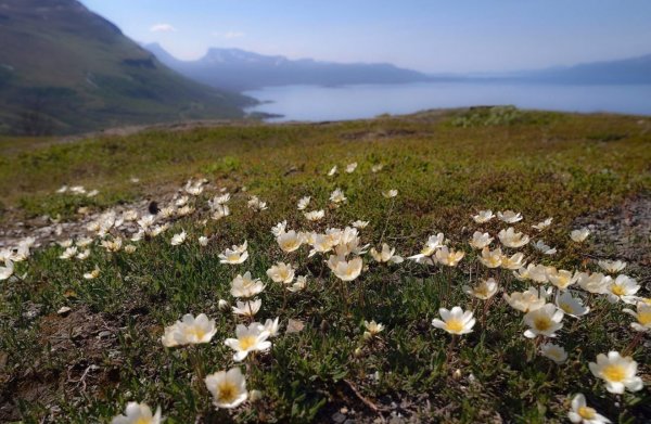 Остров Врангеля Флора