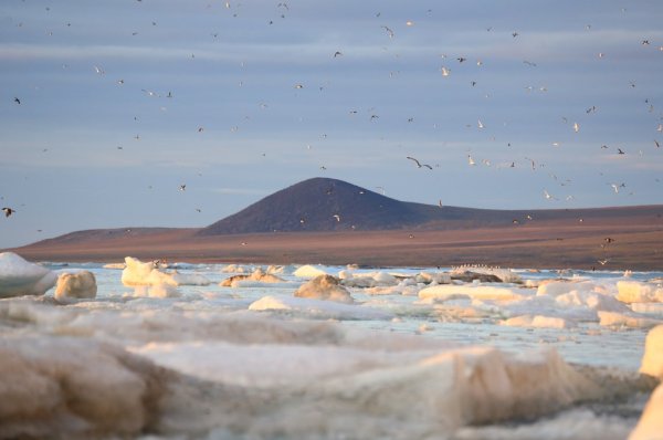 Арктический заповедник остров Врангеля