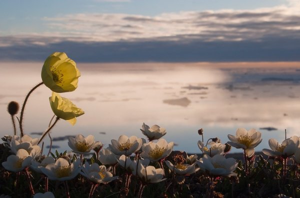 Заповедник остров Врангеля растения