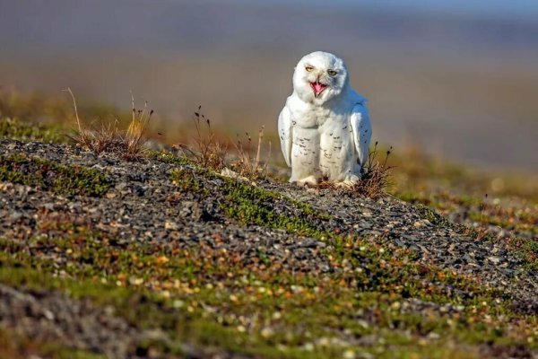 Арктический заповедник остров Врангеля