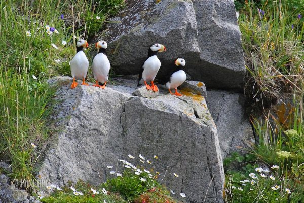 Остров Врангеля заповедник птичьи базары